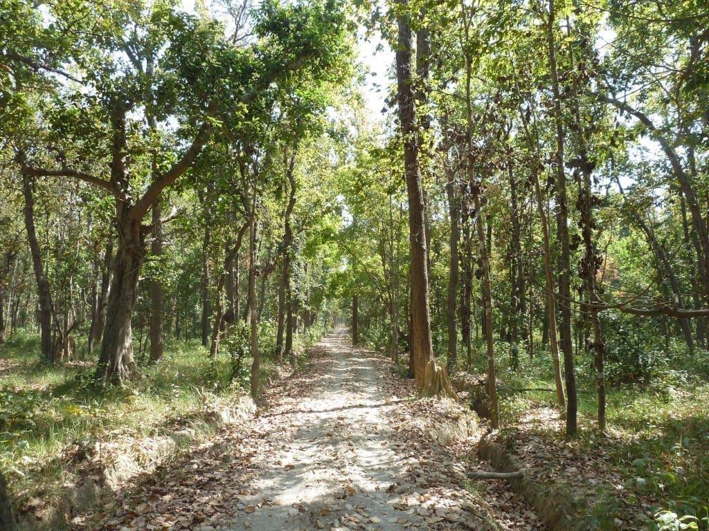 Nepal Tree Planting