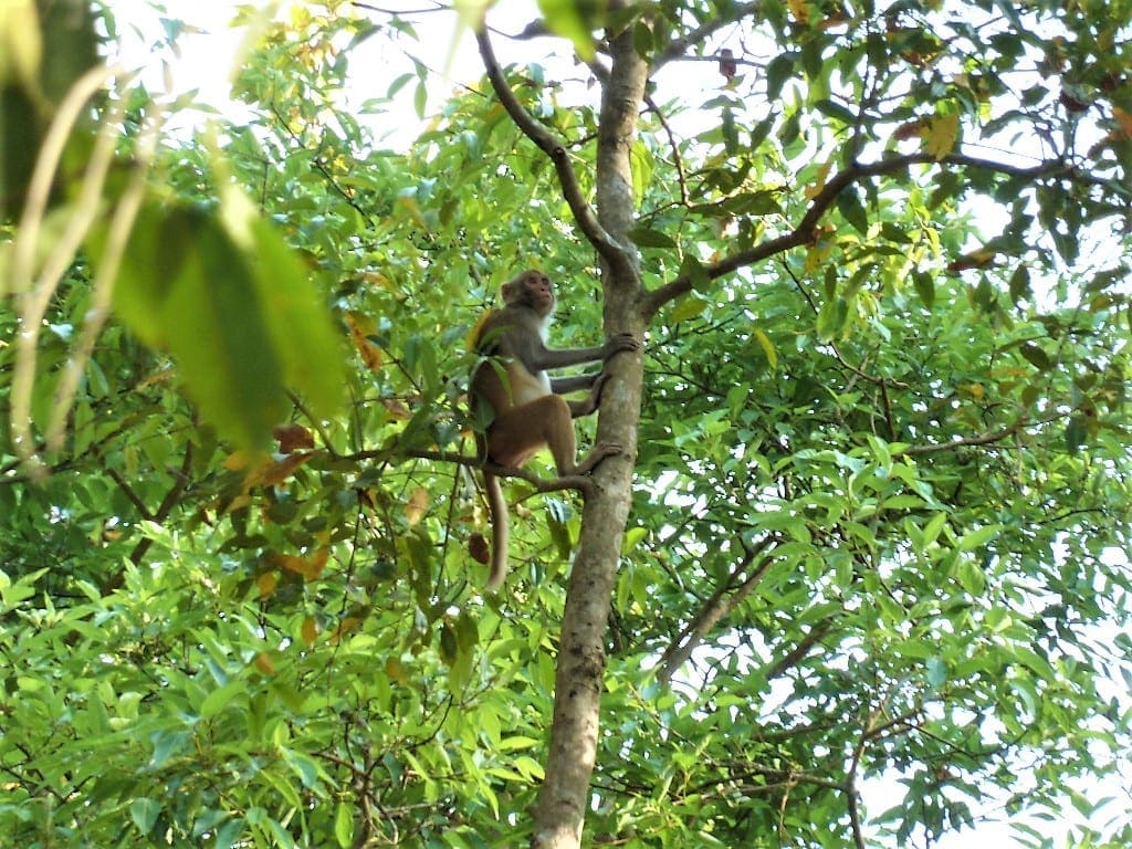 The Mountain Company Nepal Tree Planting - Travel Begins at 40