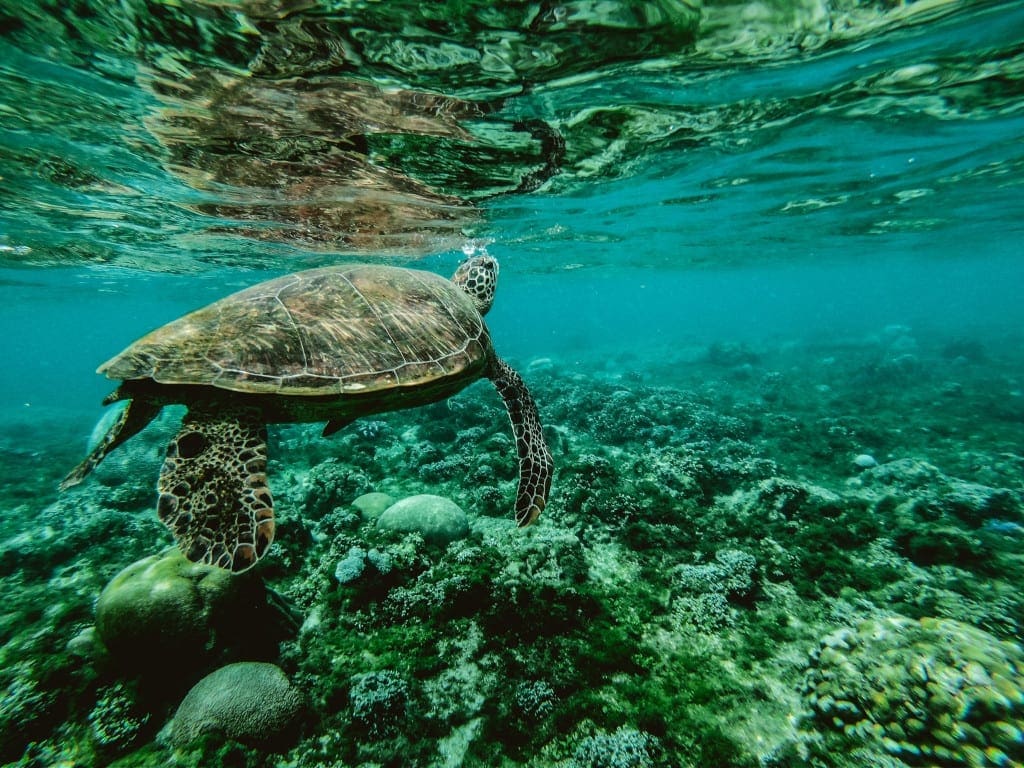 Explore the wold underwater around the islands of the Phillipines