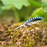 Discover the Benefits of Forest Bathing UK