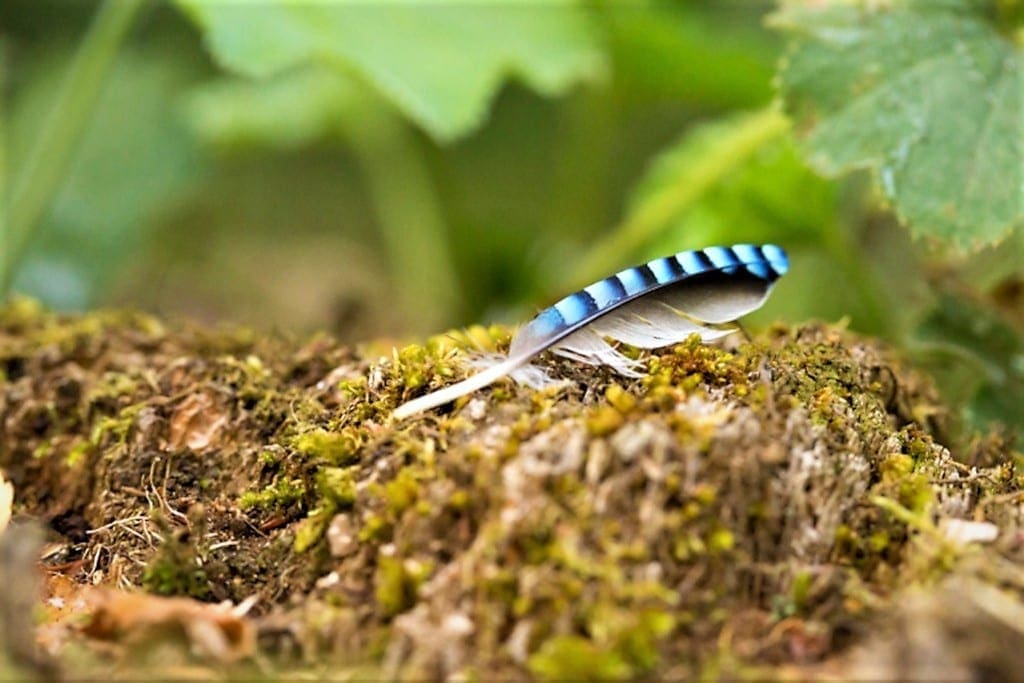 benefits of Forest Bathing - Feathers pure Helena Skoog