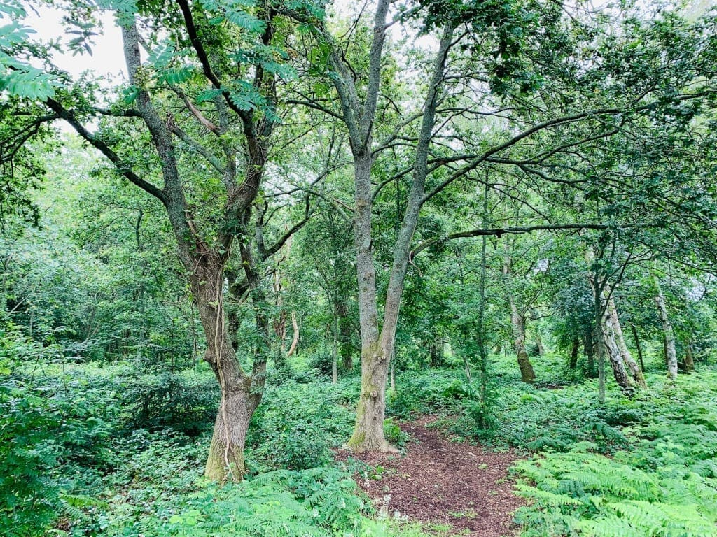 Hampshire woodlands photo Irene Caswell