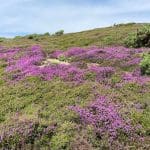 Heddon Warren