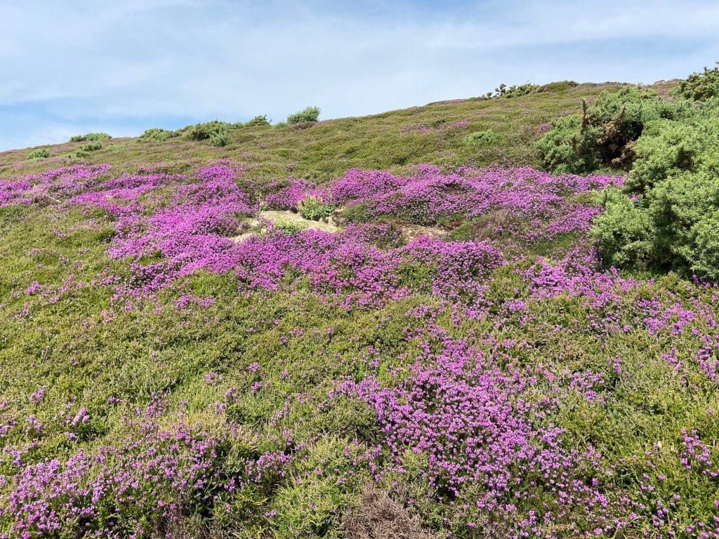 Heddon Warren