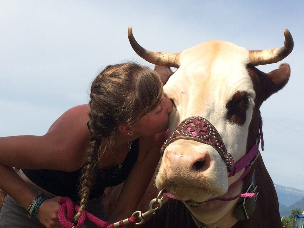 Even the cows are friendly in Isère