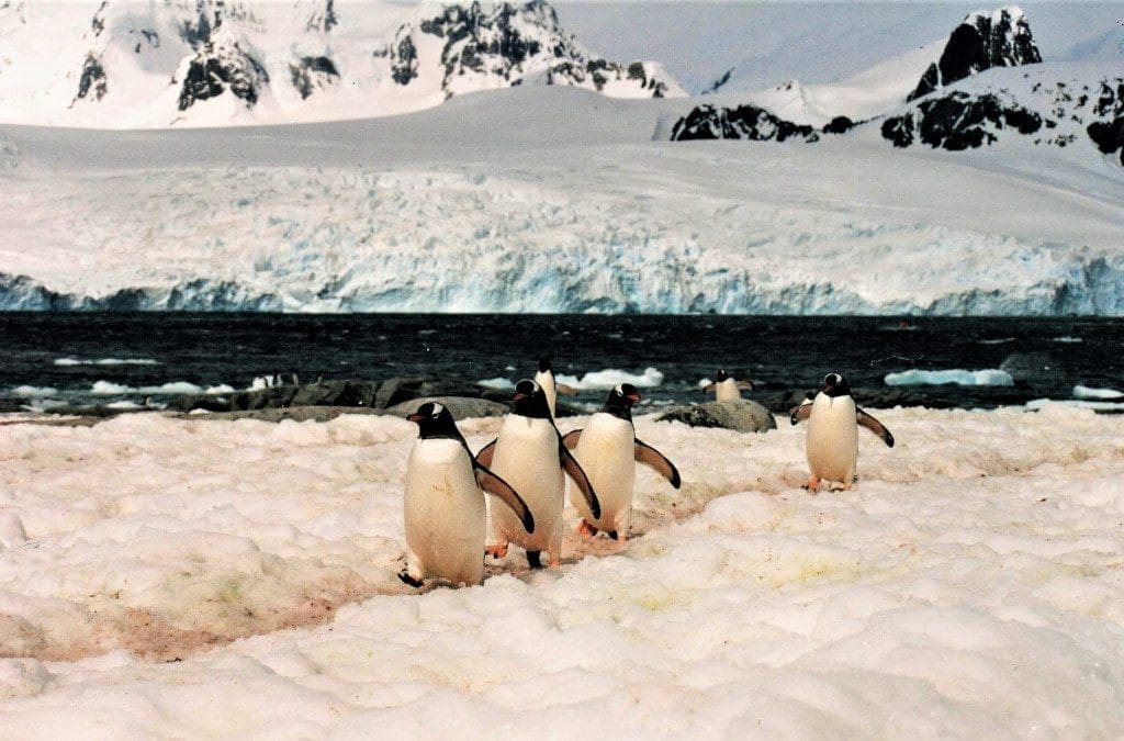 Gentoo Penguins commuting