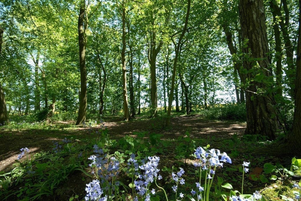 Woldgate Woods East Yorkshire