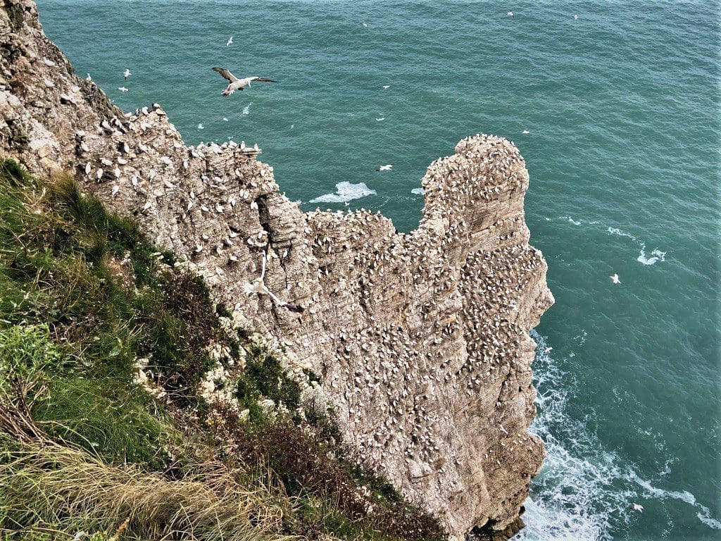 Nesting gannets at Bempton Cliffs