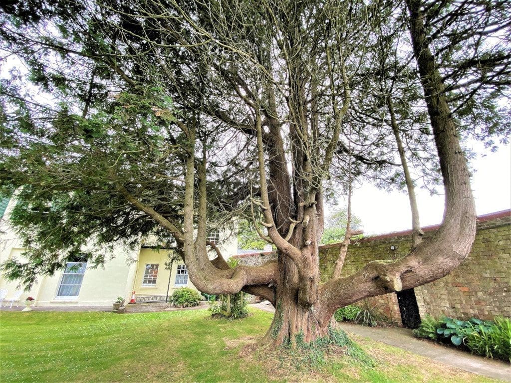 Elm Grove Tree - and what a tree it is