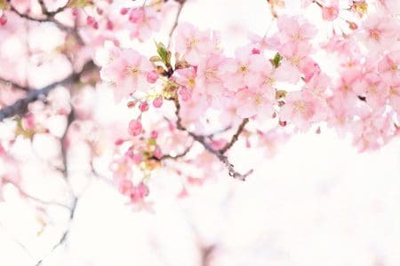 Top Japanese Cultural Activities For Kids