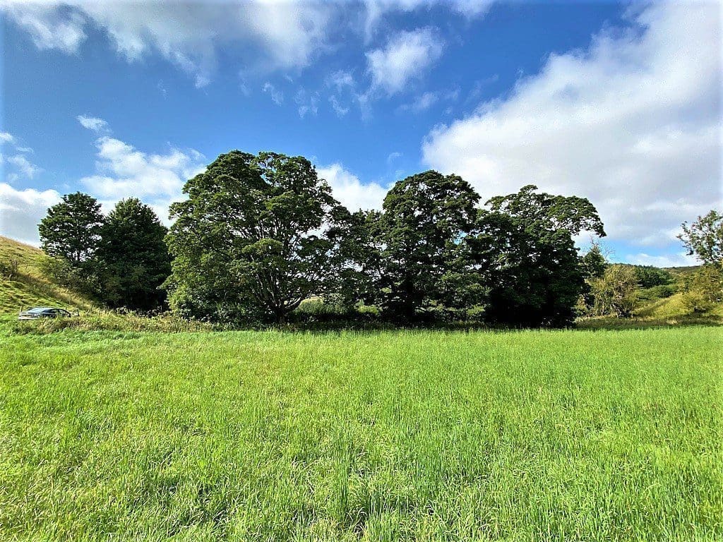 Three Trees of Burdale on the Hockney Trail