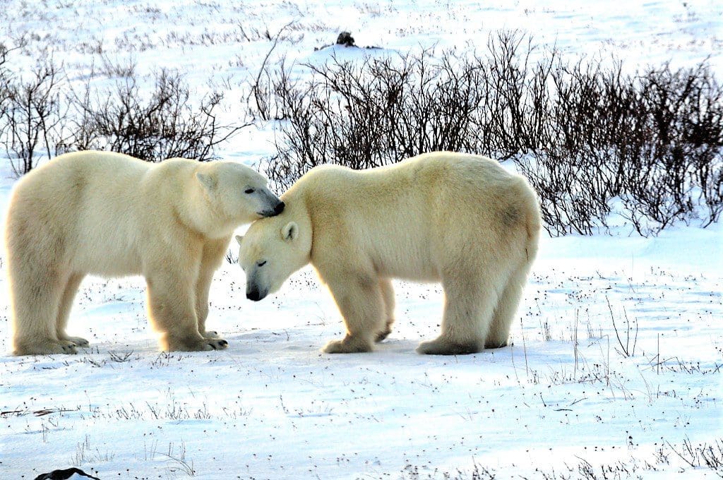 Polar Bear