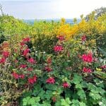 Beautiful gardens at the Cottage in the Wood