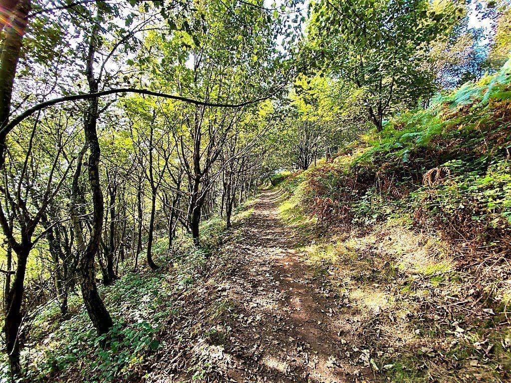 The woodlands at the rear of The Cottage in the Wood