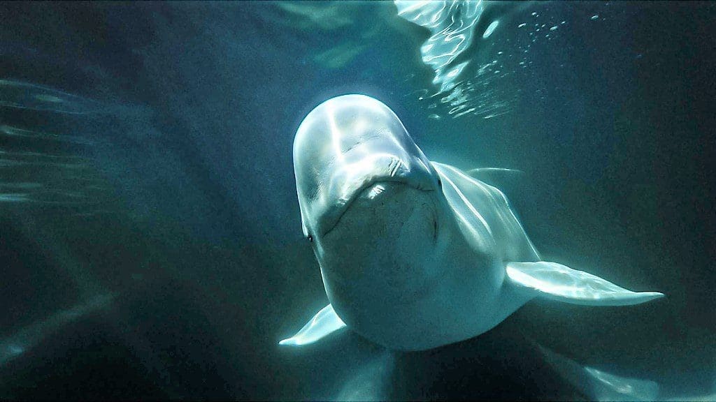 beluga whale