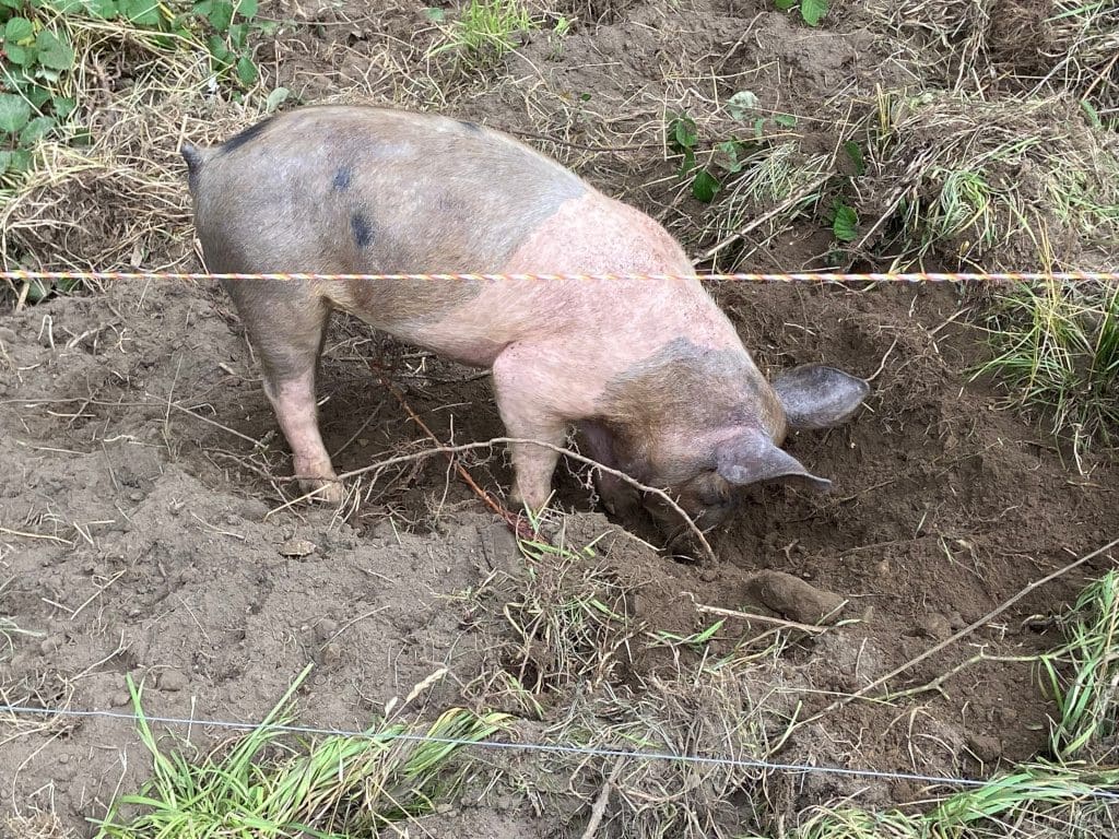 Happy as a pig in muck