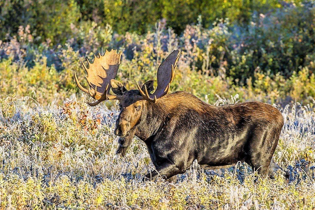 Discover the wilds of Canada