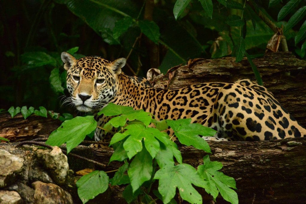 Jaguar Belize