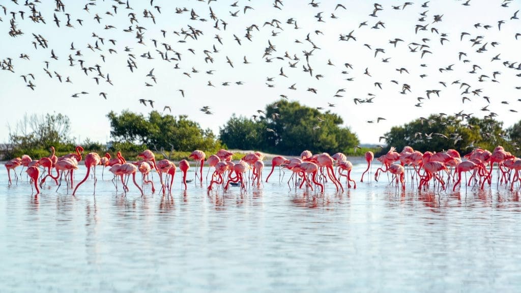 Yucatan holidays flamingos