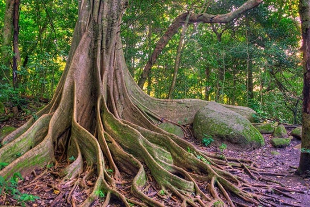 Ficus Tree - Rincon de la Vieja National Park - Native's Way Costa Rica - Tamarindo Tours