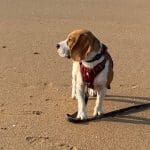 camping in Brittany Gaston strolling along the beach at Houlgate