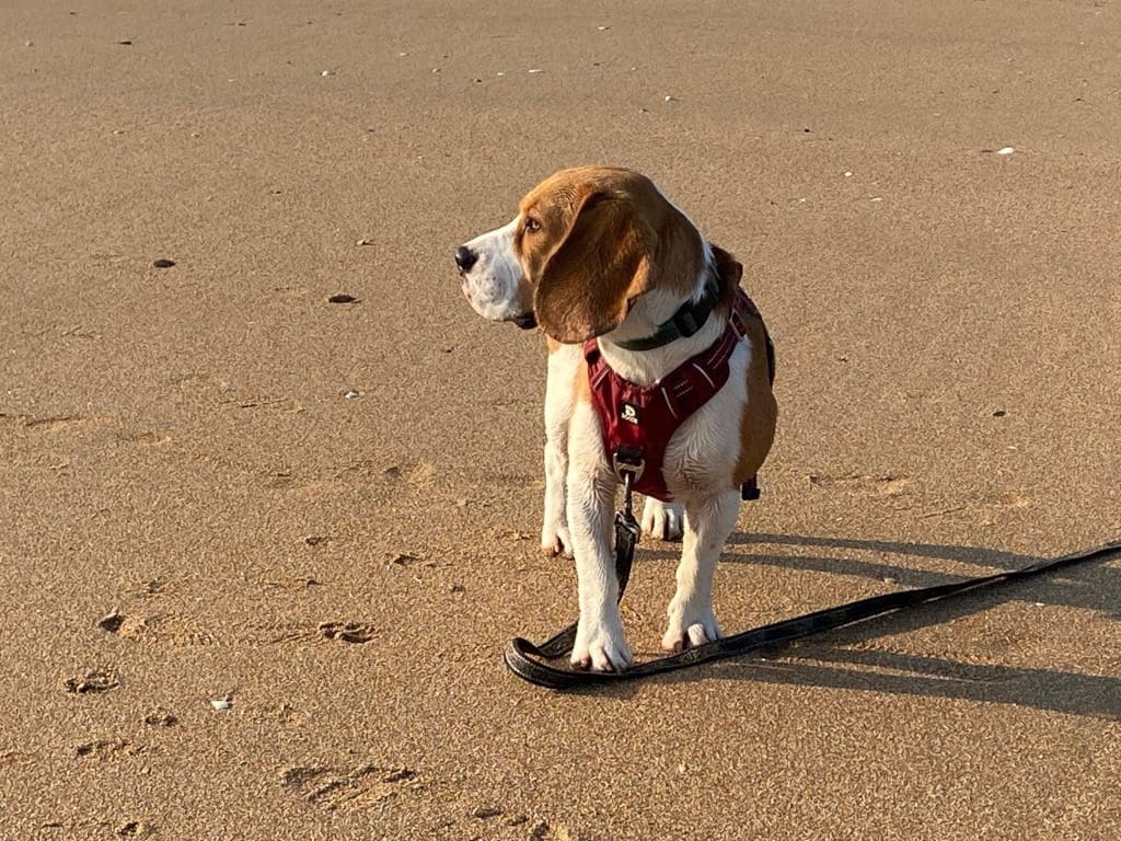 camping in Brittany Gaston strolling along the beach at Houlgate