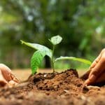 Trees4Travel: a Fresh Leaf for the Travel Industry