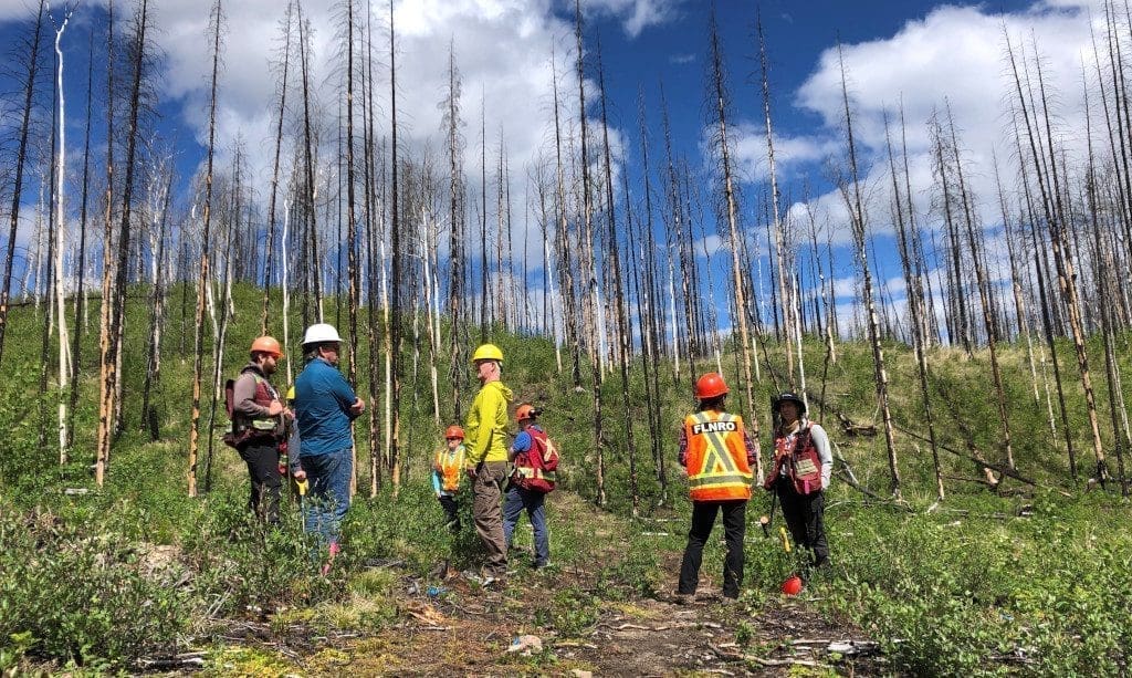 Forest restoration is vital to carbon capture