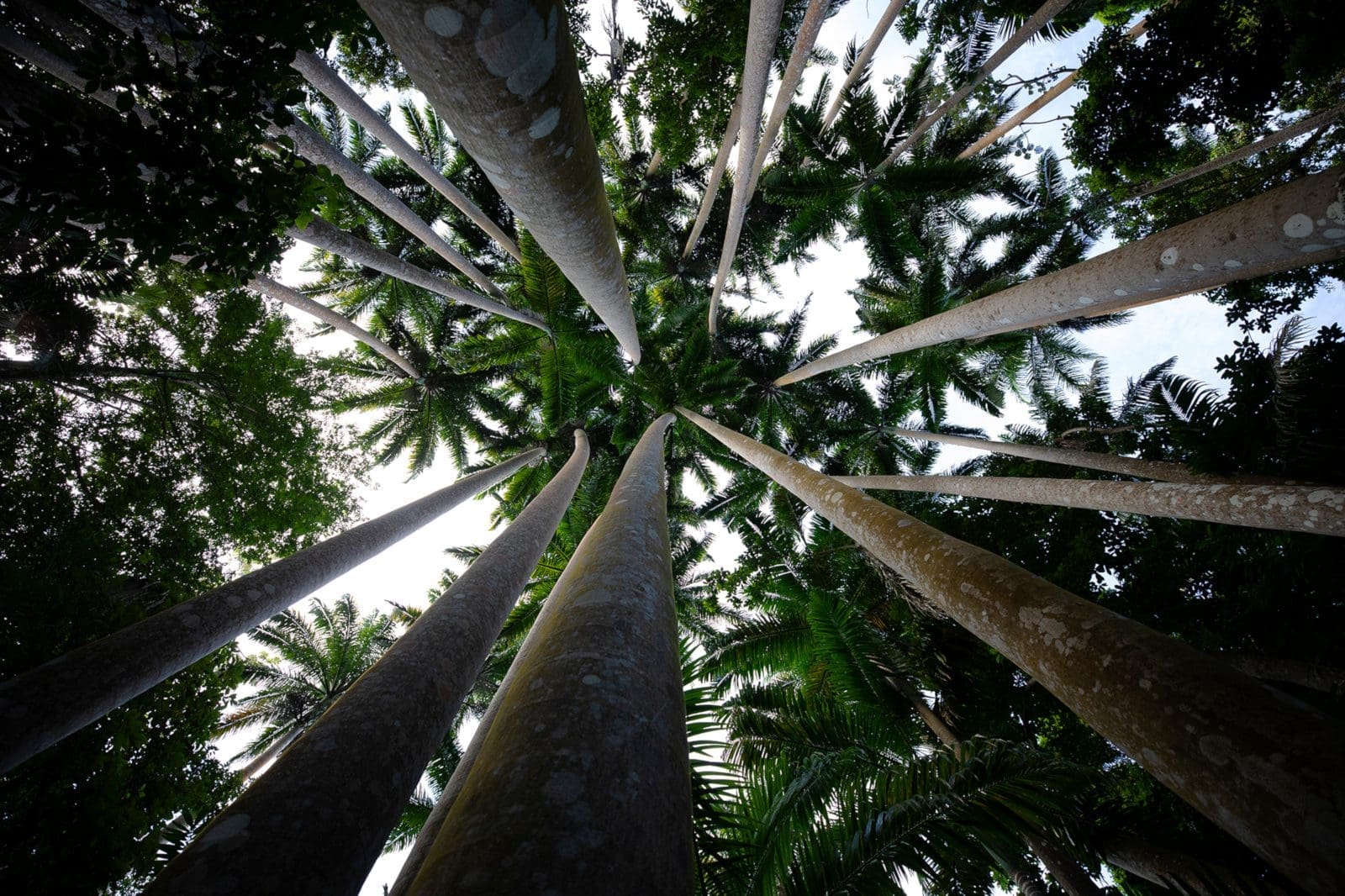 Plant trees in Barbados