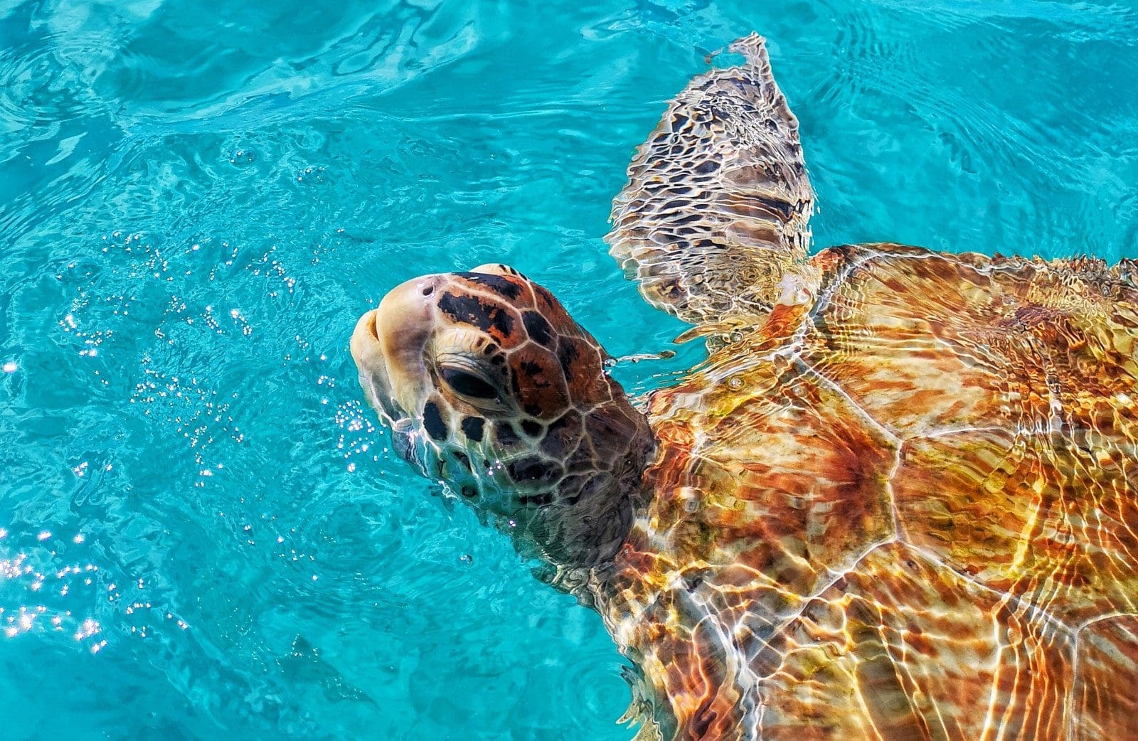 Barbados Sea Turtle Project