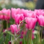 RHS Malvern Spring Festival 2023