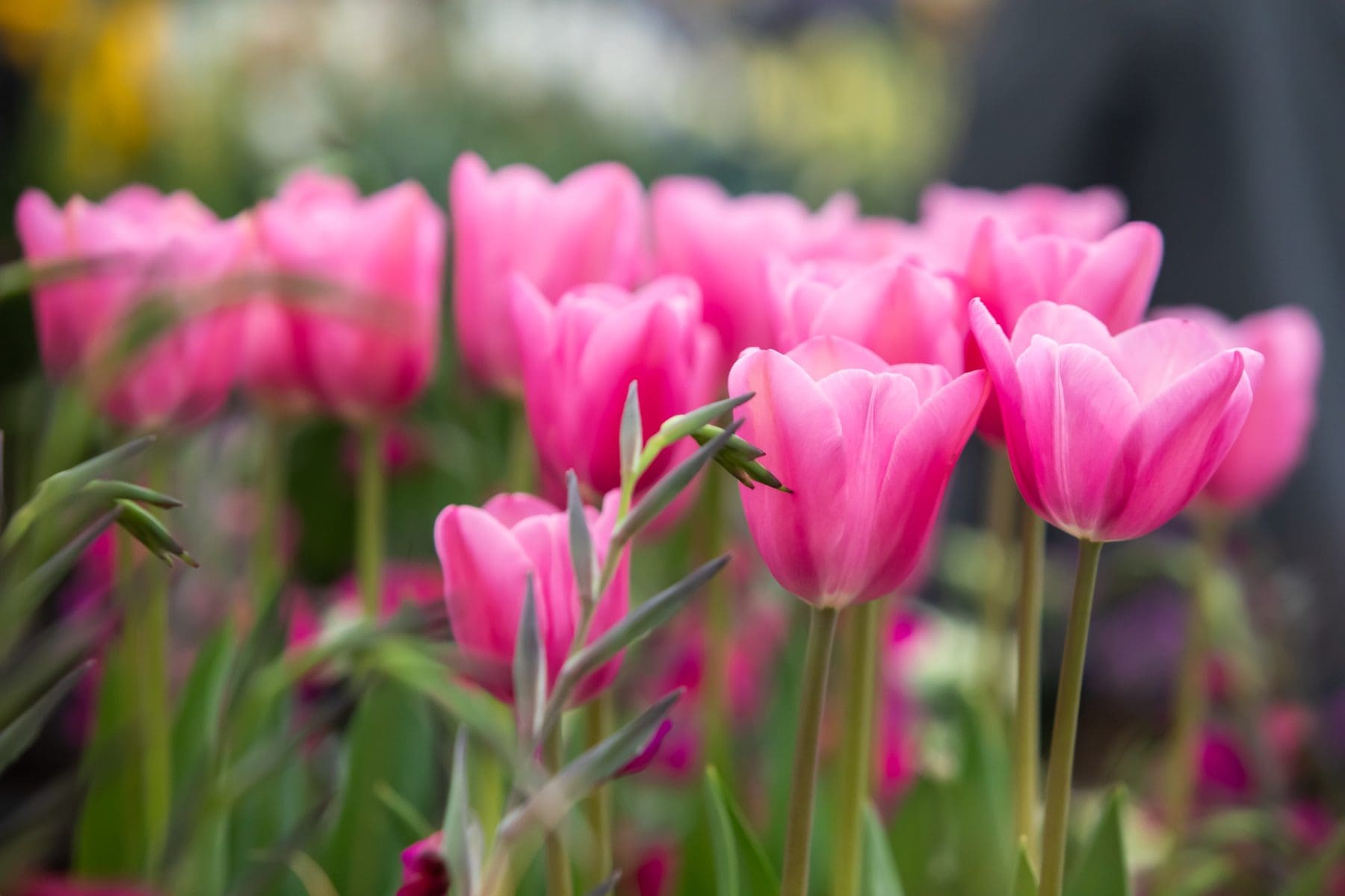 RHS Malvern Spring Festival