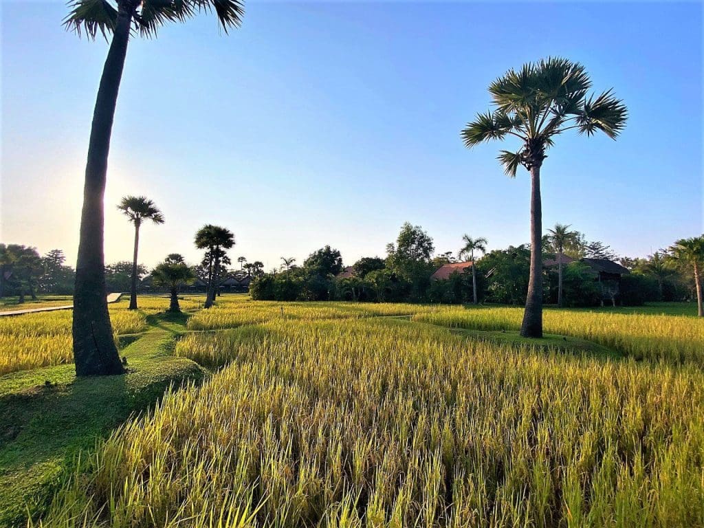 The inviting rice fields of Phum Baitong 