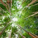 Visit a Bamboo Garden in Europe