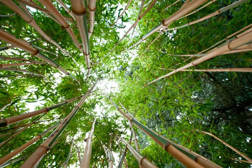 Bamboo Garden at Kew Gardens. Credit RBG Kew