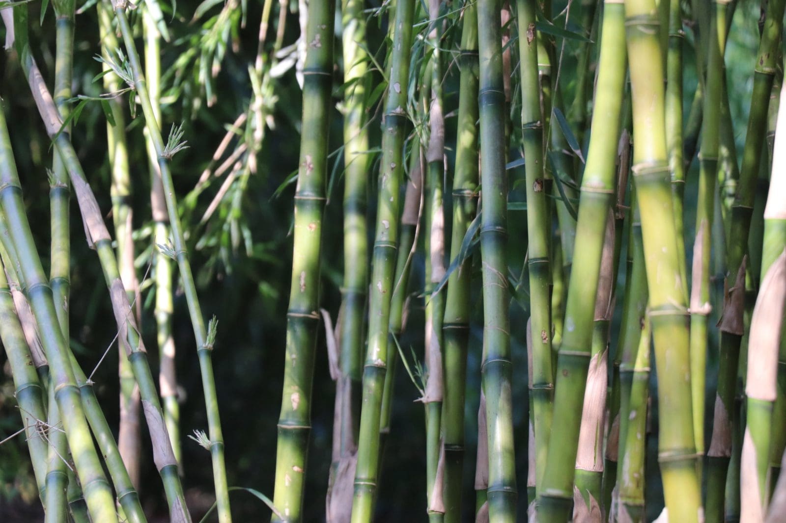 Bamboo Garden at Kew Zoe Stewart © RBG Kew 2019