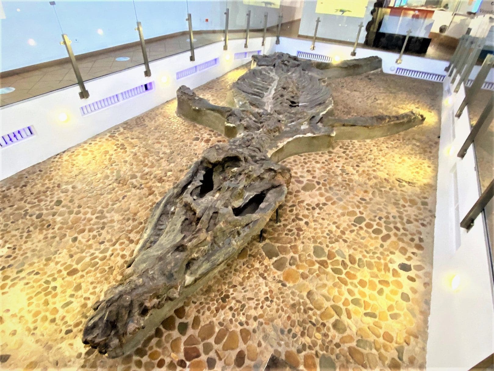 Kronosaurus dinosaur on display at Villa de Leyva’s Fossil Museum