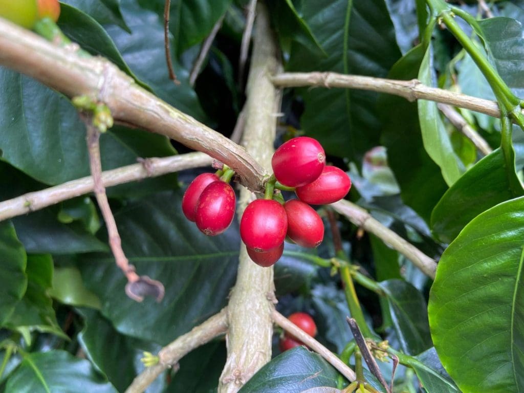 Colombia coffee fruit