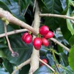Colombia coffee fruit