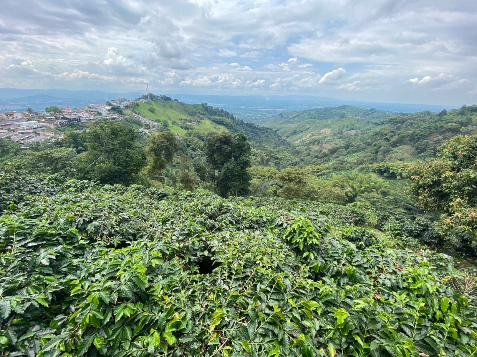 Colombia Coffee Region