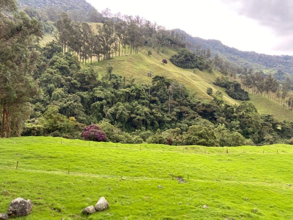 Valle del Cocora - can you spot Encanto?