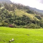 Valle del Cocora - can you spot Encanto?