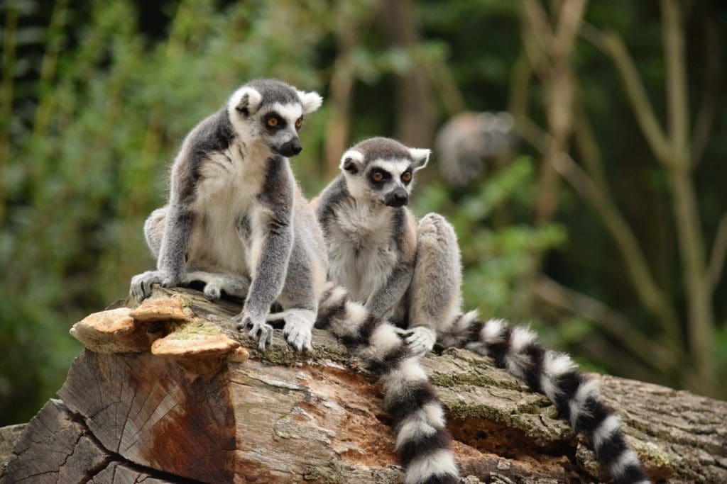 Where to Go in May Madagascar Lemur Deposit photos
