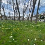 Bruges Beguinage in spring