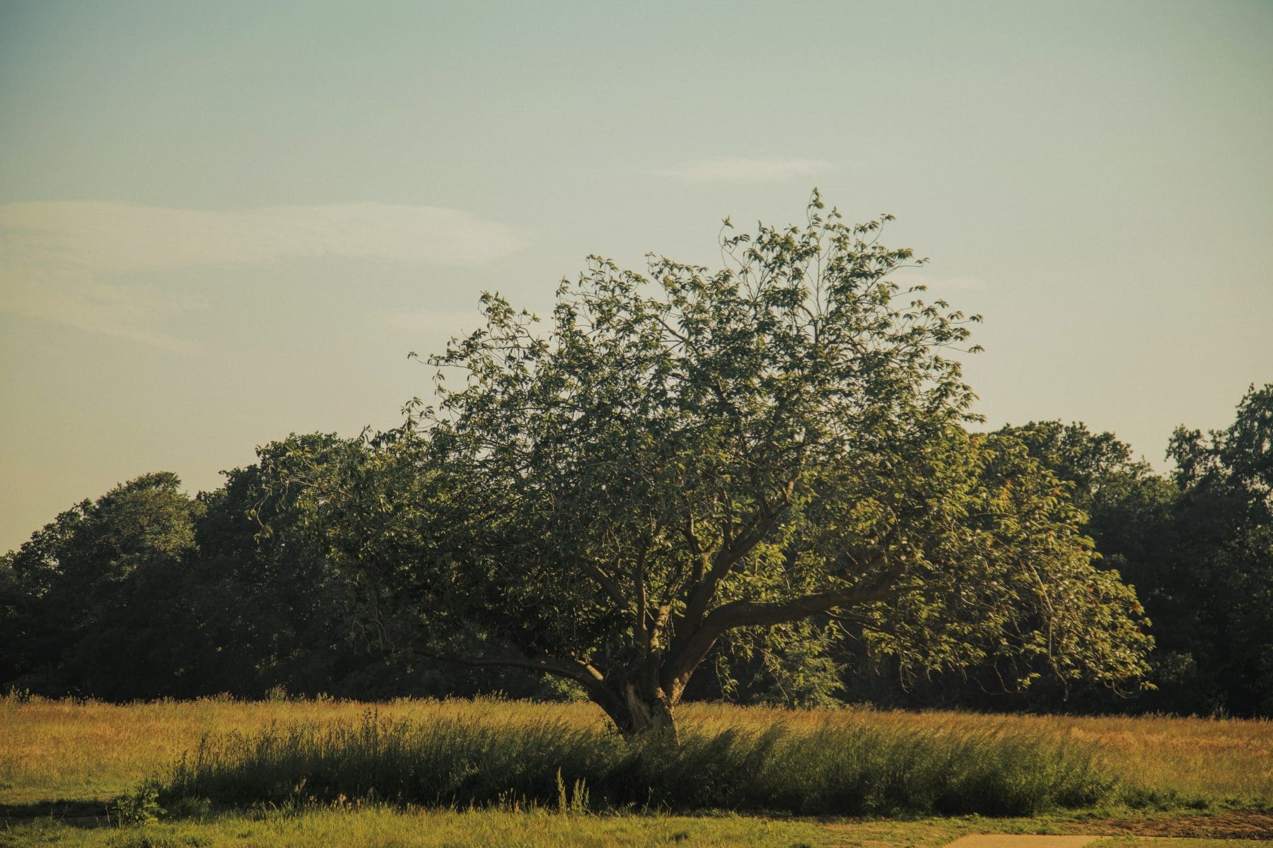 Fritton Lake, Norfolk (credit Fritton Lake)