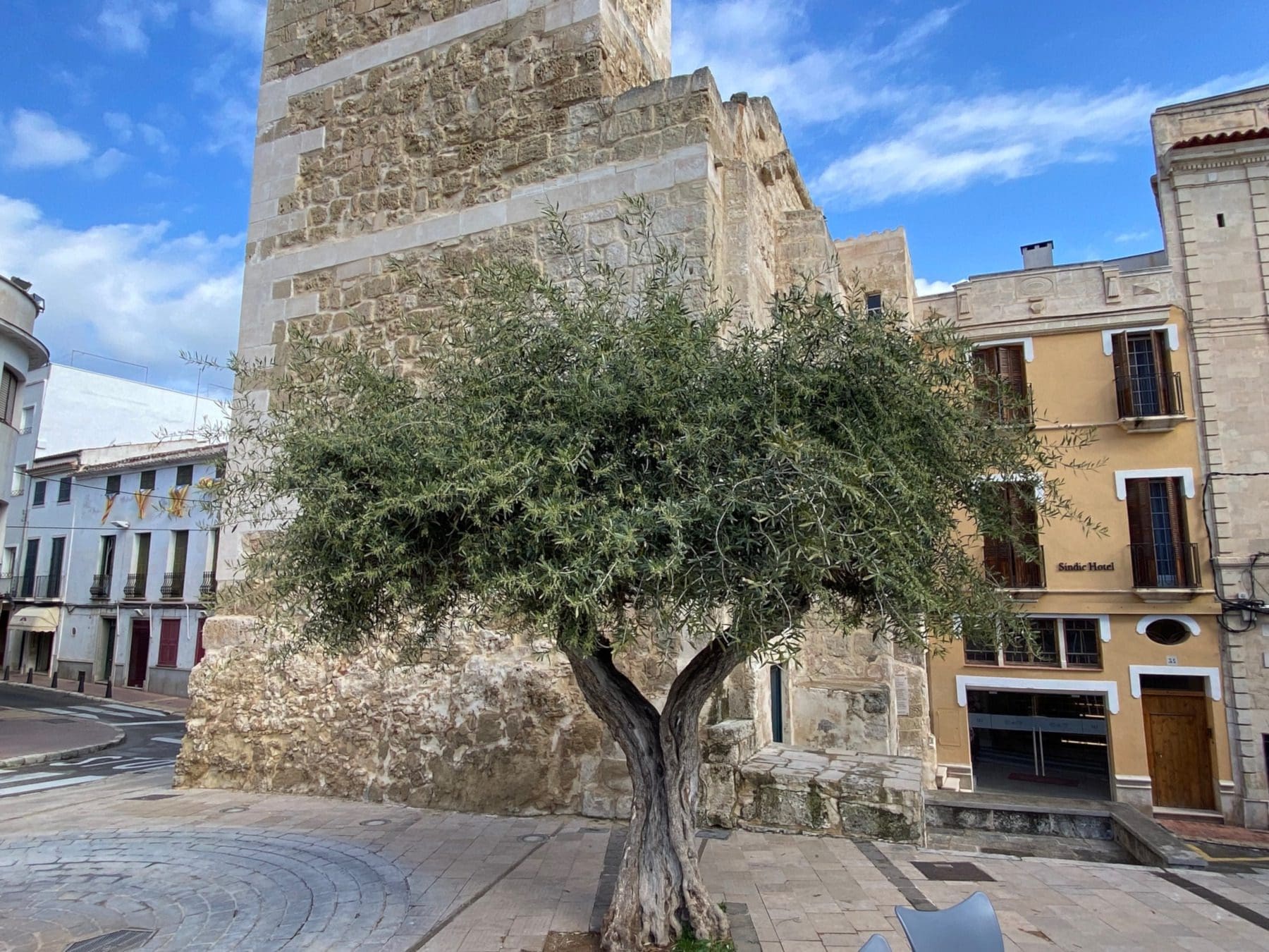 An olive tree by Pont de Sant Roc gate Mahon