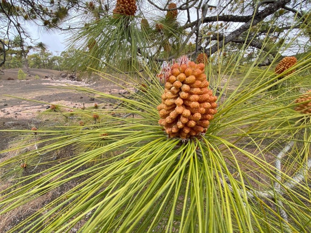 A Tenerife Pine cone
