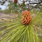 A Tenerife Pine cone