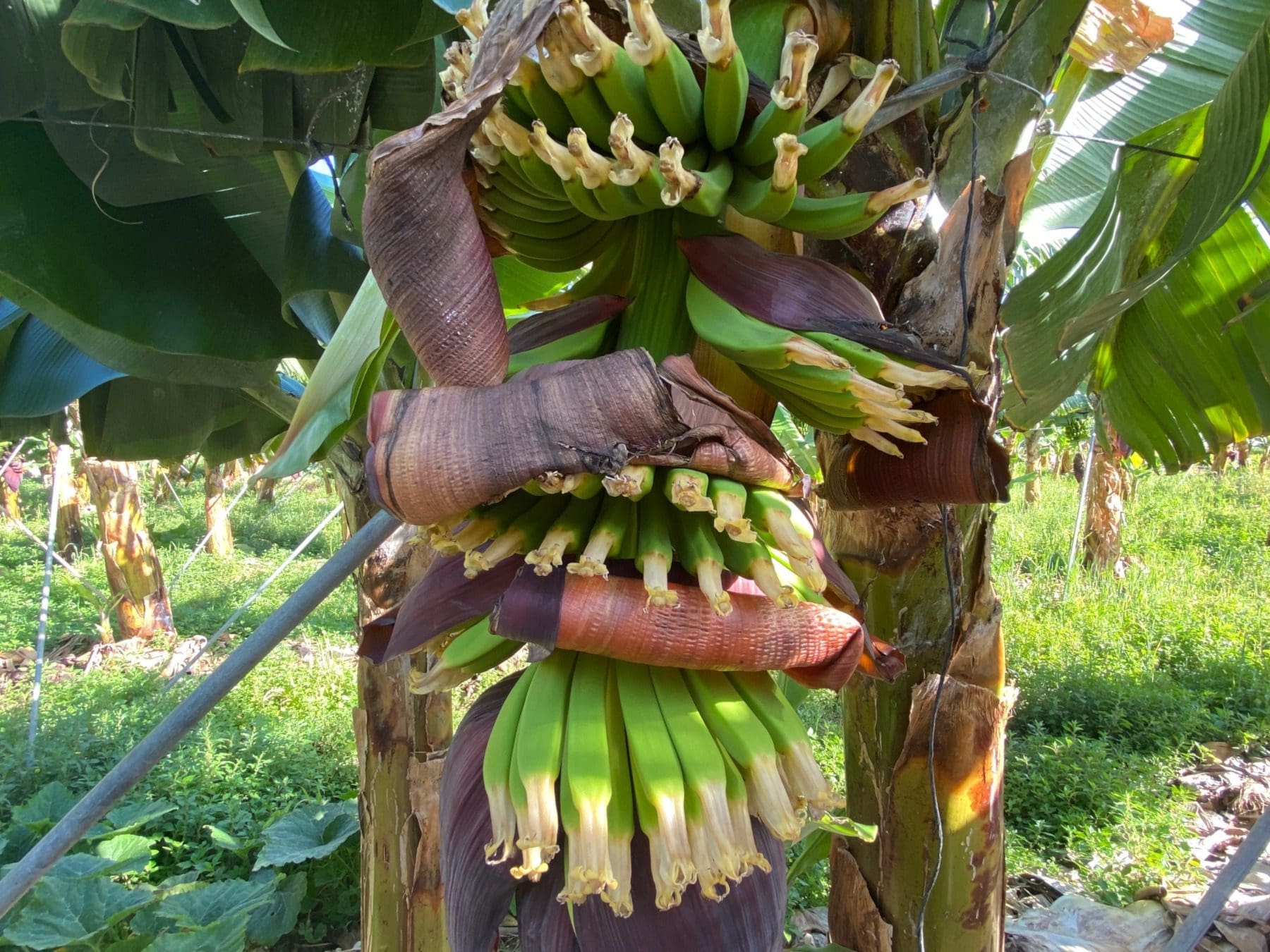 Banana Eco Plantation