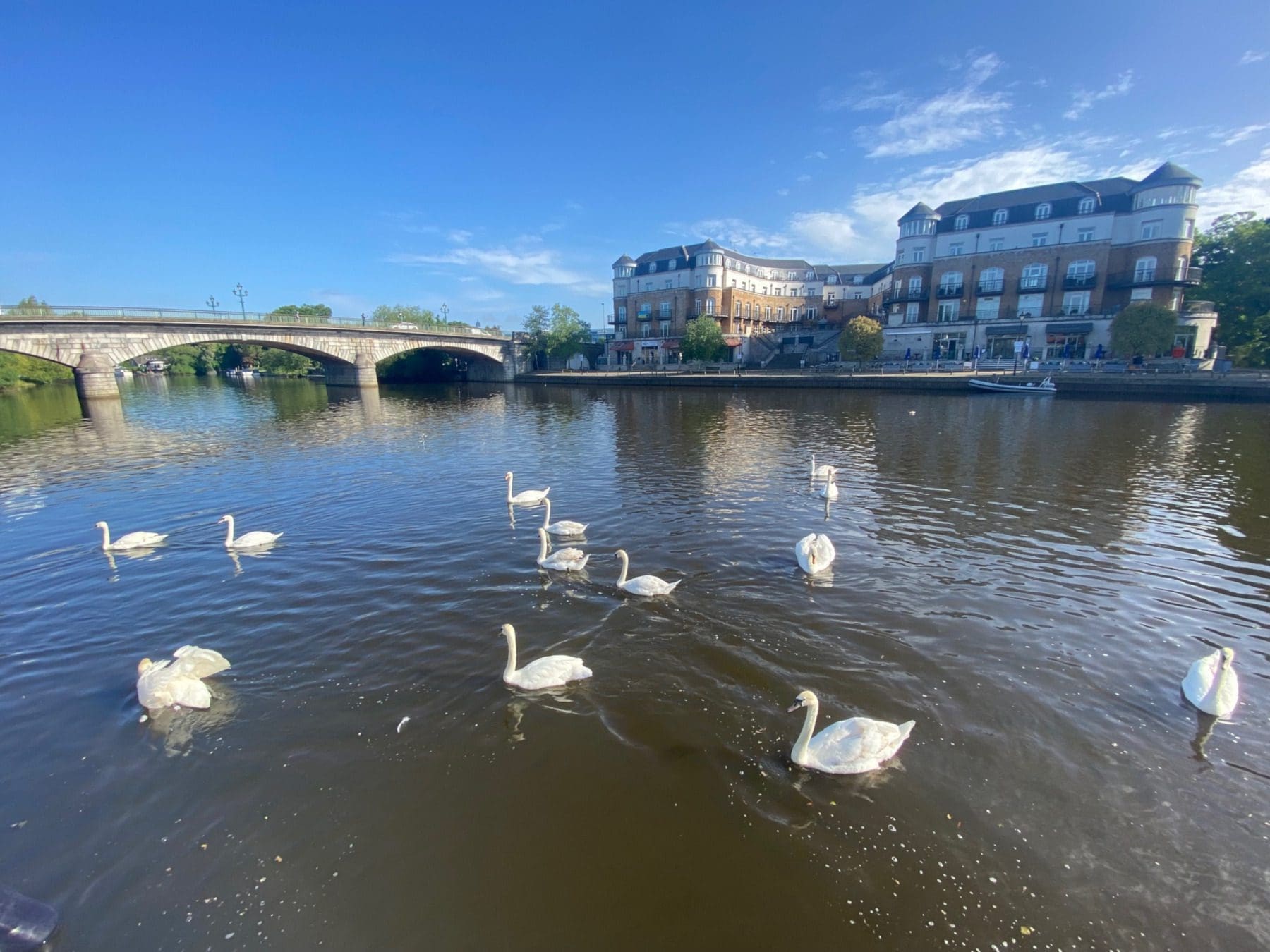 Swans on the Thames at Eton